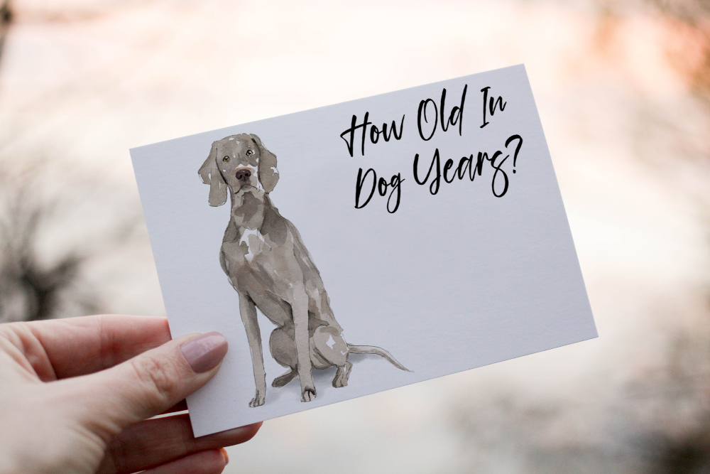 Weimaraner Dog Birthday Card, Dog Birthday Card - Click Image to Close